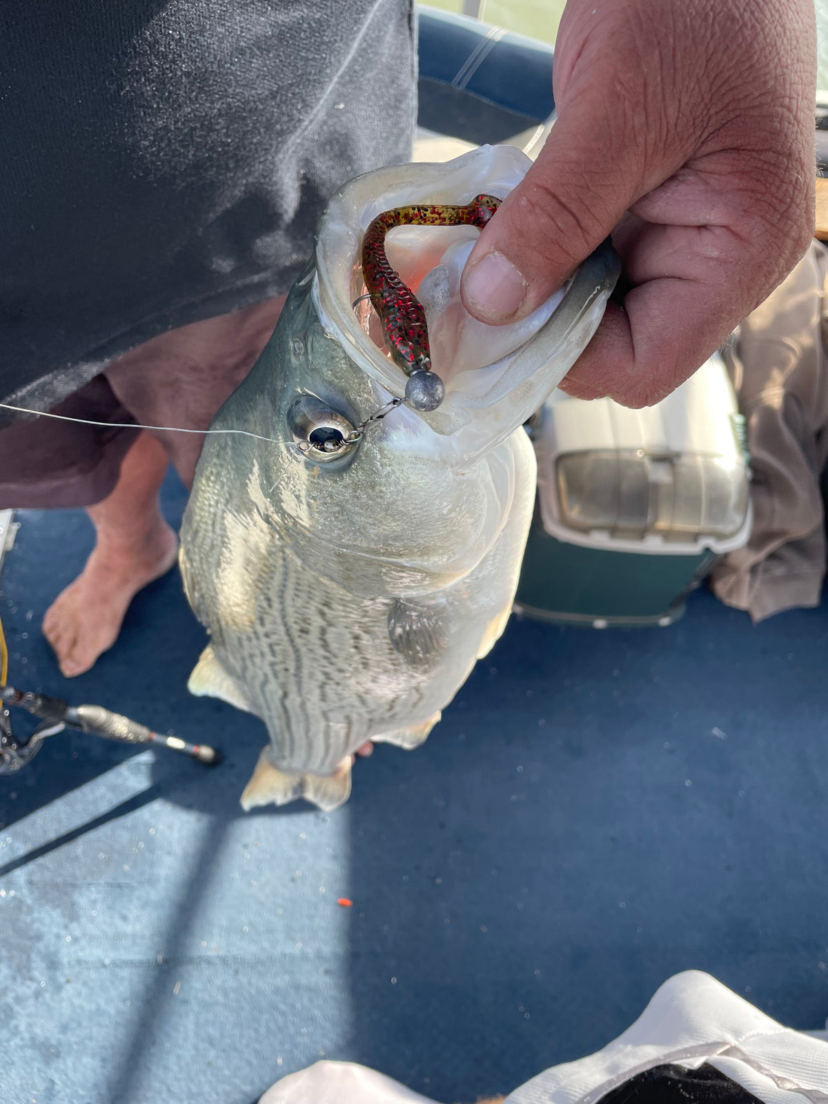 4" Texas Roach With Built-In Tail Rattle