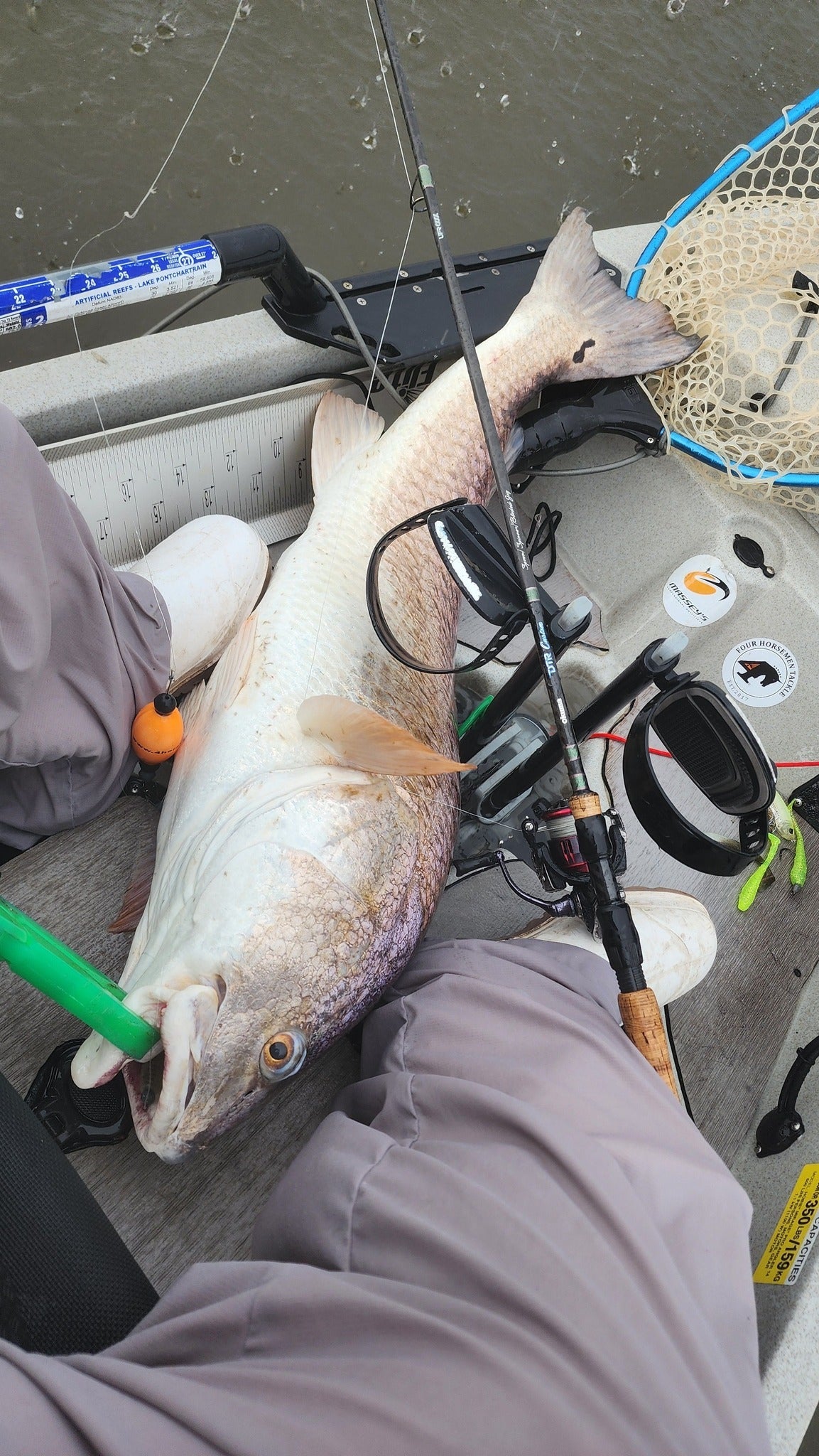5" Morning Glory With Built-In Tail Rattle