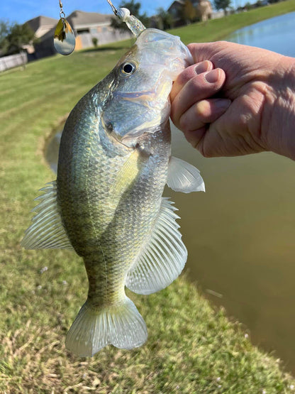 3.25" Purple Lime