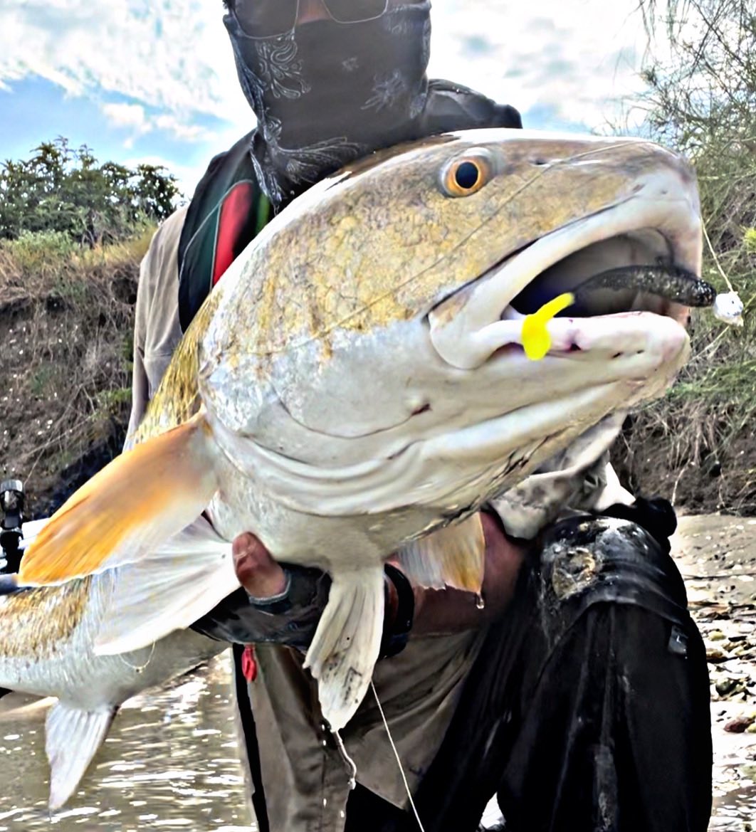 4" Texas Roach With Built-In Tail Rattle