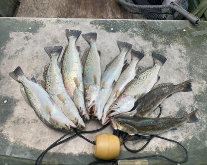 5" Dinero With Built-In Tail Rattle