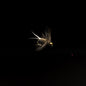 Beadhead Hare’s Ear Soft Hackle