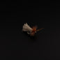 Goddard Caddis – High-Floating Adult Caddis Dry Fly