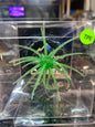 Cabec Urchin TPE 20mm