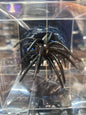 Cabec Urchin 25mm