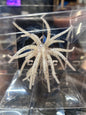 Cabec Urchin 25mm