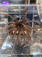 Cabec Urchin 25mm