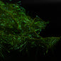 Cypress Twist– Finatics Fly Company