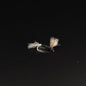 Sparkle Dun – Trico (Male)