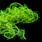 Lil’ Cypress Twist – Finatics Fly Company
